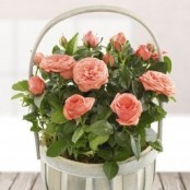 Rose Planted Basket